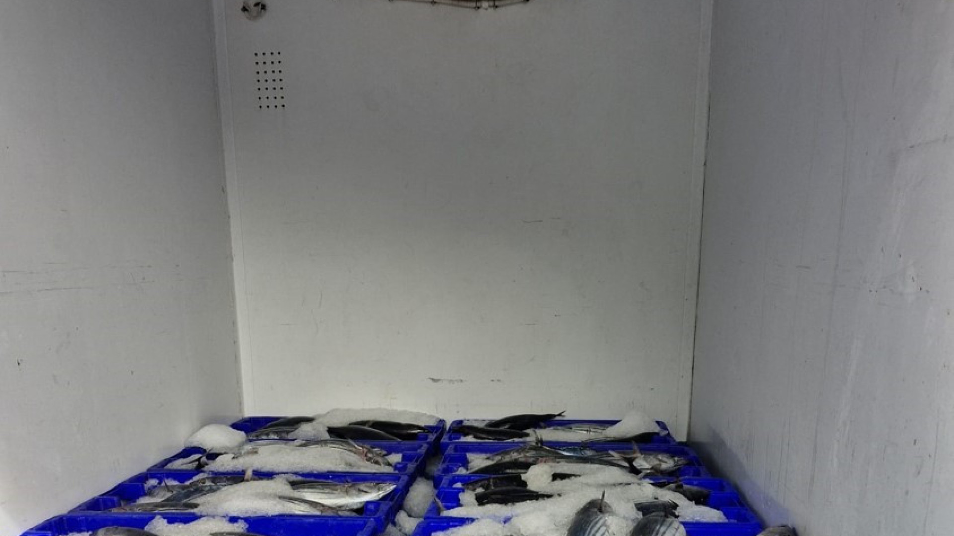 GNR sequestra 240 chilogrammi di tonno bonito sull'isola del Pico