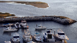 I pescatori vogliono più controlli sulla raccolta dei bivalvi ad Aveiro.