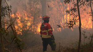 Incendi? Area bruciata (quest'anno) quasi triplicata rispetto al 2024.