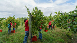 La vendemmia del 2025 dovrebbe essere "più drammatica" di quella dell'anno scorso.