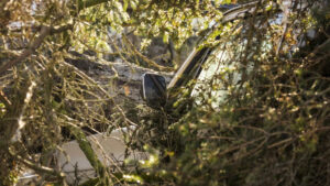 Otto auto danneggiate dalla caduta di un albero di grandi dimensioni a Carcavelos.
