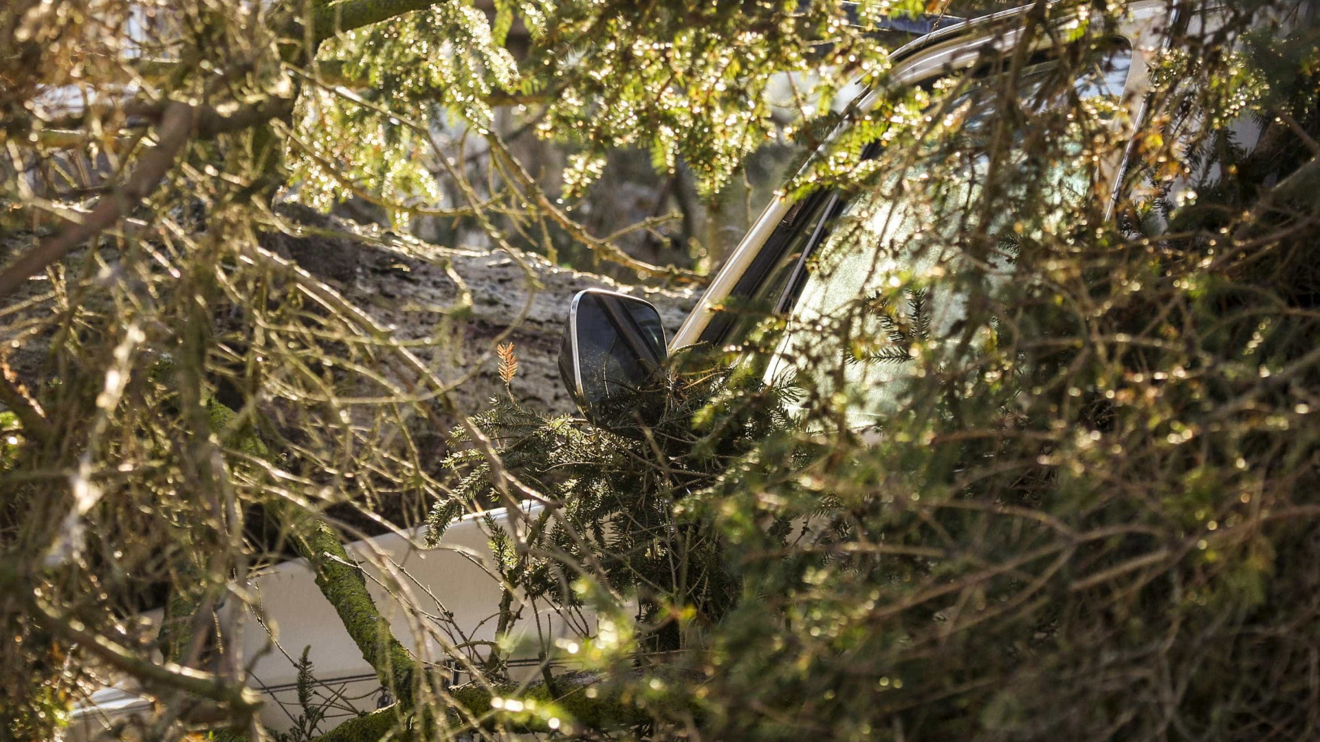 Otto auto danneggiate dalla caduta di un albero di grandi dimensioni a Carcavelos.