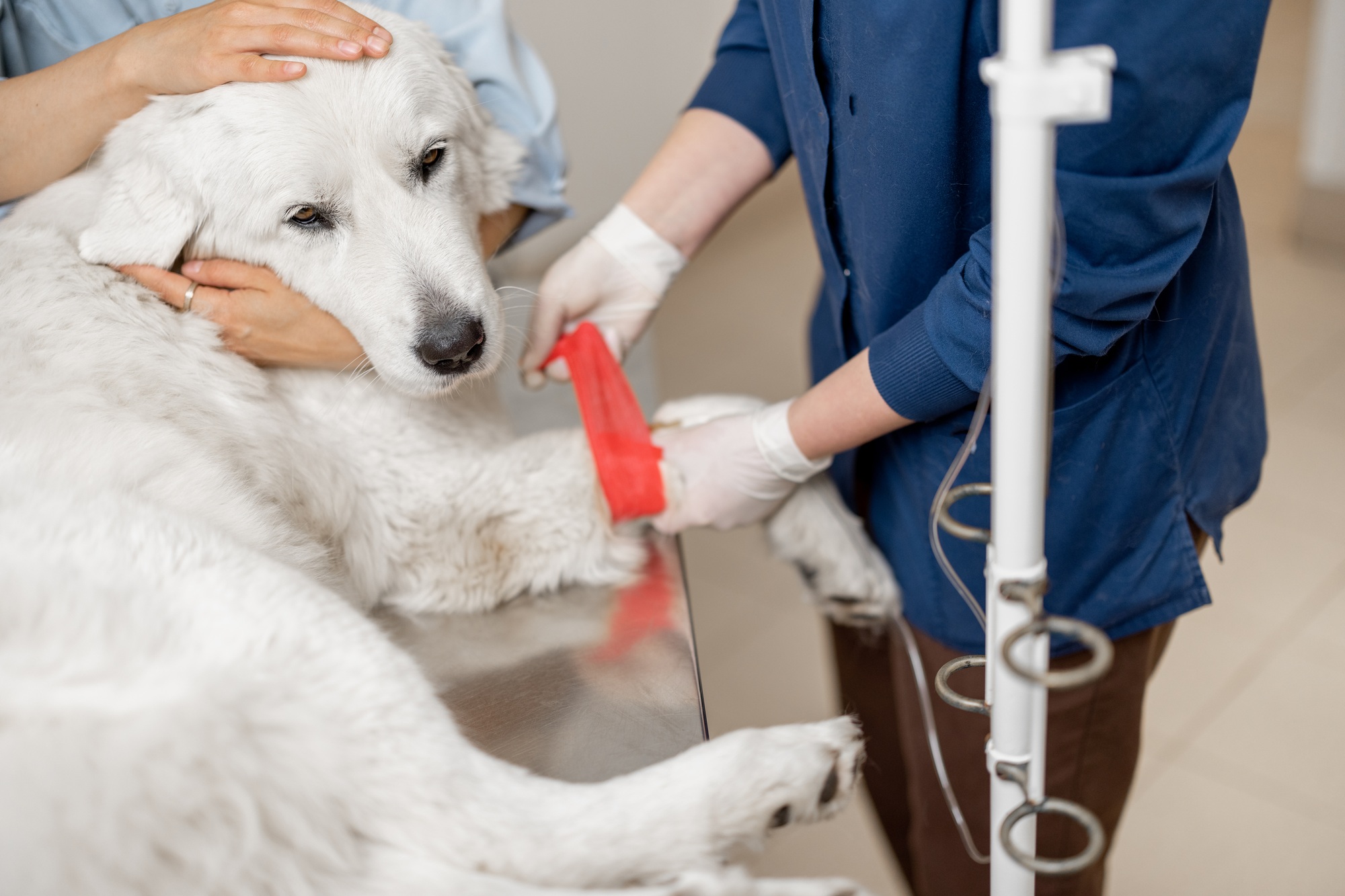 Specialist injects a dropper into the dog's paw with pet